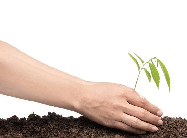 Hands planting a tree isolated on white background — ストック写真