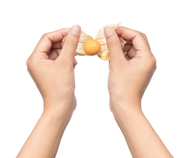 Hand Holding Cape Gooseberry Isolated White Background — 图库照片