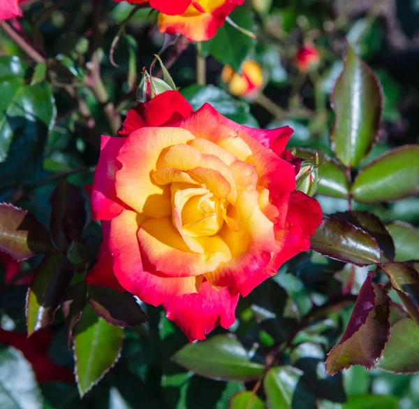 Wonderful  Fresh Hybrid red rose with yellow — Stock Photo, Image