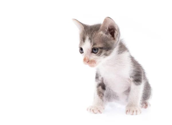 Portrait of Small kitten isolated on white background.