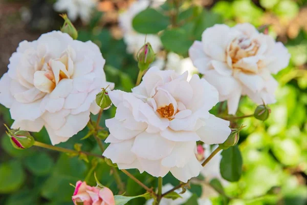 Piękne białe róże w ogrodzie. — Zdjęcie stockowe