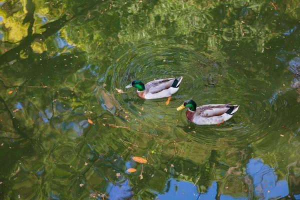 Stockenten oder Anas platyrhynchos schwimmen auf einem Teich mit Gräsern — Stockfoto