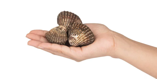 Hand holding Cockle shell isolated on white background — Stok fotoğraf