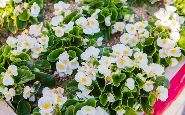 花园里的鲜花 — 图库照片