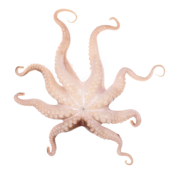 tentacles of baby squid isolated on white background