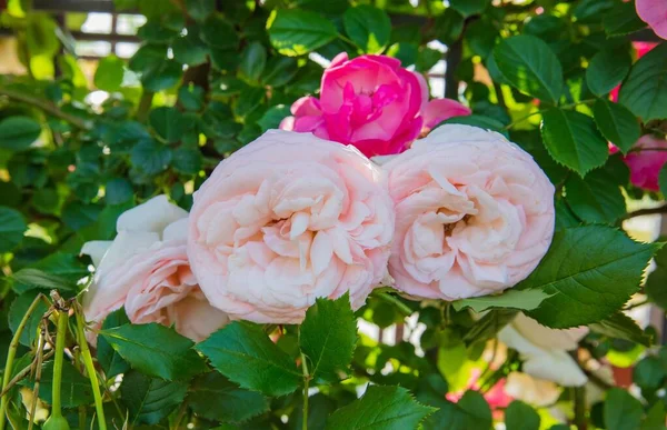 Kvetoucí růže Švédská královna — Stock fotografie