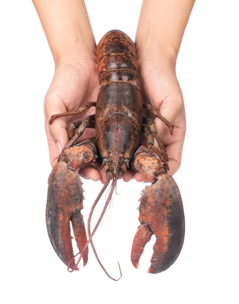 Hand holding Fresh Raw lobster isolated on white background — 图库照片