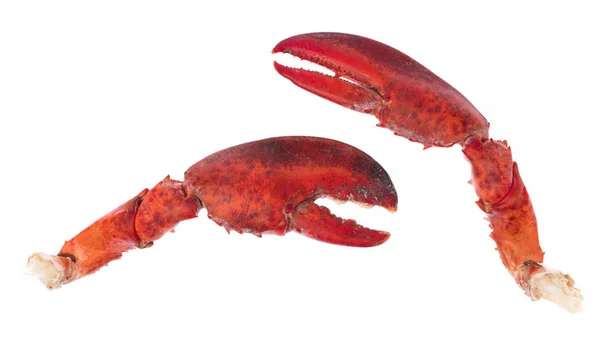 Nipper of udang Lobster terisolasi pada latar belakang putih — Stok Foto