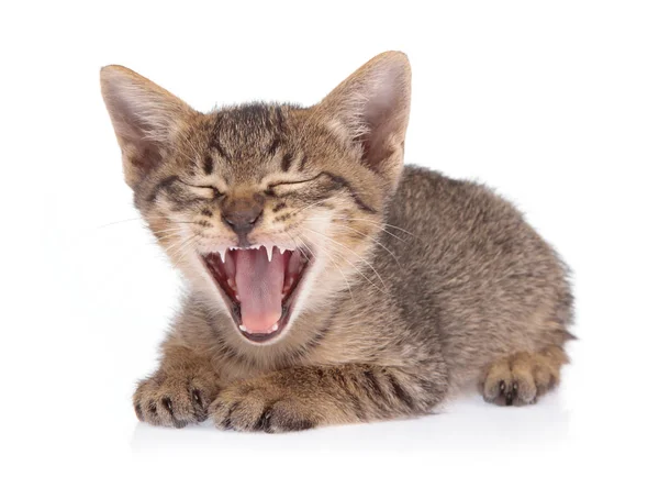 Little kitten isolated on white background. cat baby