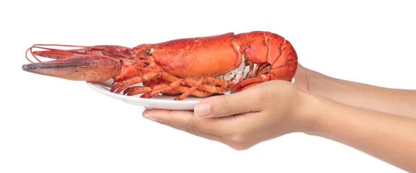 Hand holding Lobster on dish isolated on white background — 图库照片