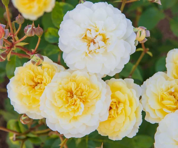 Yellow hybrid tea rose — Stock Photo, Image