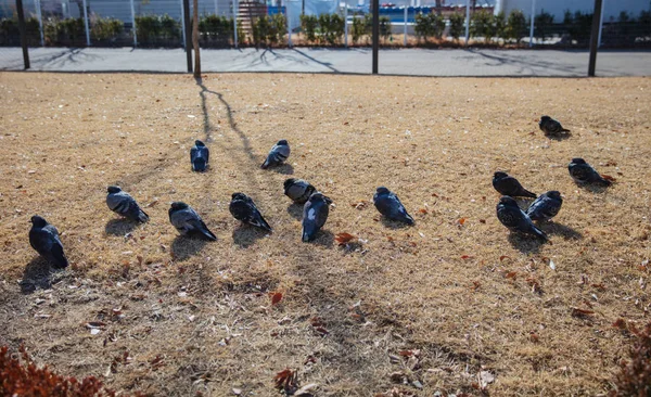 Grupos de pombos de pé em uma laje de pavimento frio no inverno . — Fotografia de Stock