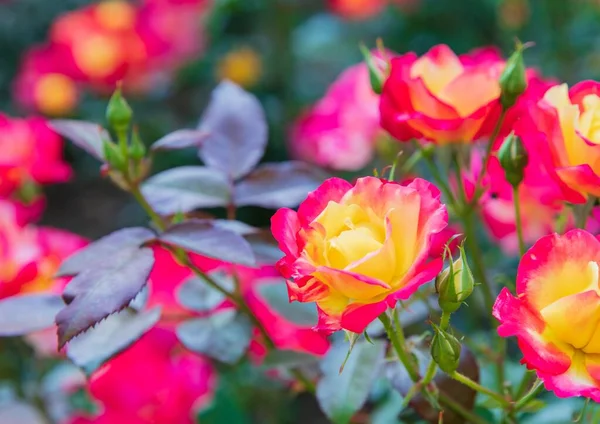 Wonderful  Fresh Hybrid red rose with yellow — Stock Photo, Image
