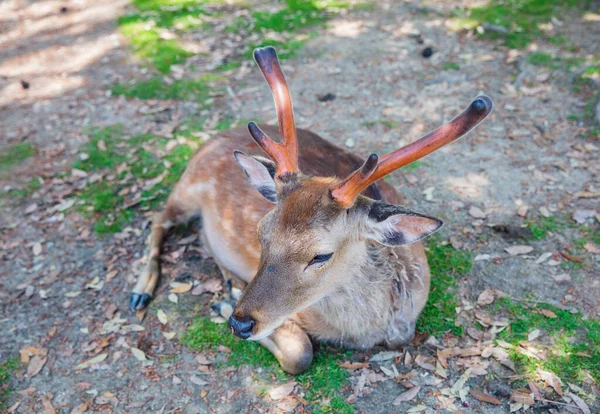 Deer in Nara Koen Park — 图库照片