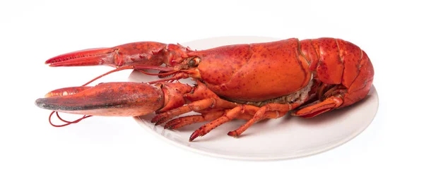 Lobster, udang rebus pada hidangan yang diisolasi pada latar belakang putih — Stok Foto