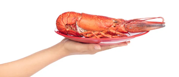 Hand holding Lobster on dish isolated on white background — 图库照片