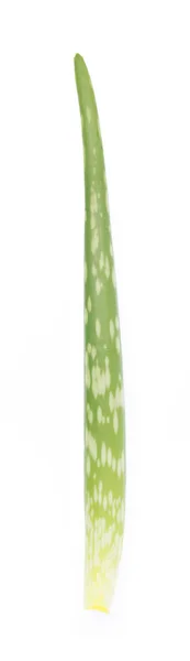 Aloe Vera isolated on white background — Stock Photo, Image