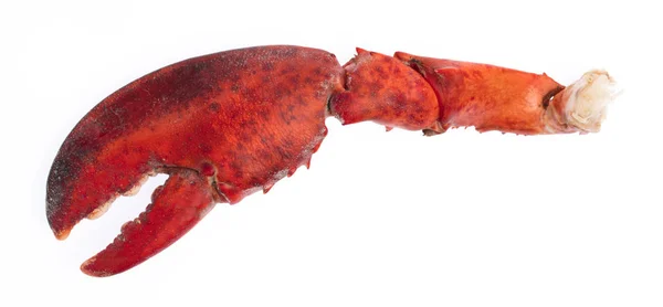 Nipper de camarão lagosta isolada sobre fundo branco — Fotografia de Stock