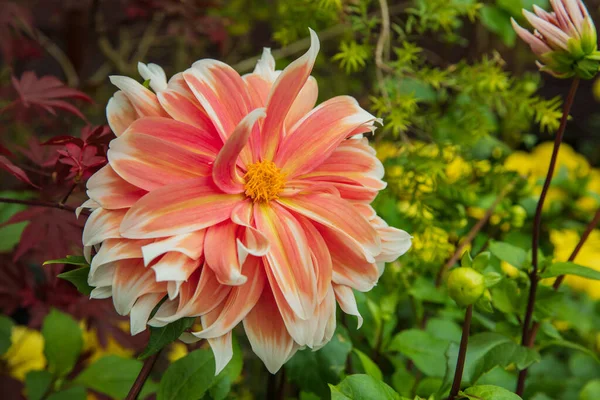 Κοντινό πλάνο του λουλουδιού Zinnia στους κήπους — Φωτογραφία Αρχείου