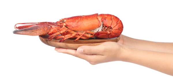 Mano sosteniendo langosta en plato aislado sobre fondo blanco —  Fotos de Stock