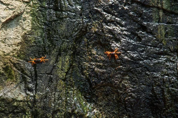 Crab with stone wall — Stok fotoğraf