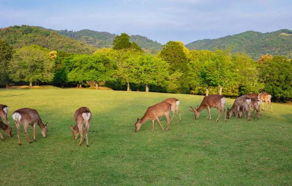 Many young deer in meadow of natural environment. — 图库照片