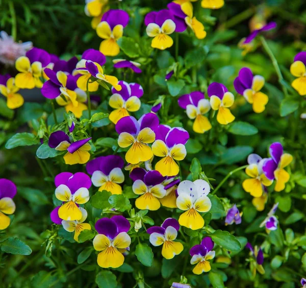 Beautiful of wild pansy or viola tricolor flowers in garden