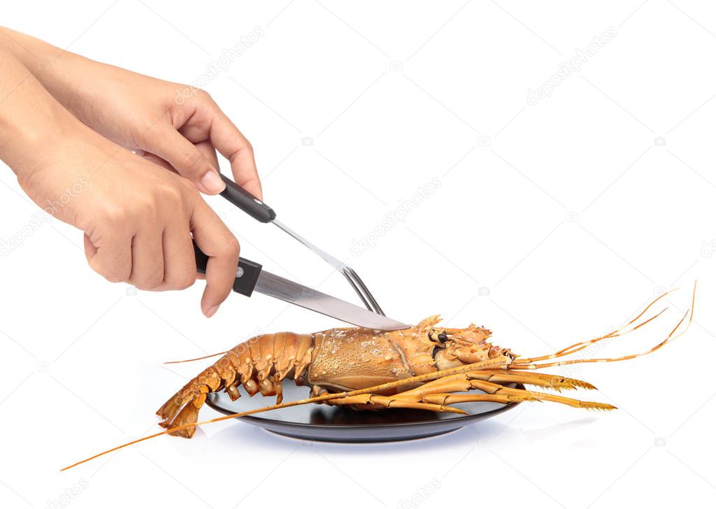 hand eating delicious freshly steamed lobster by fork isolate on