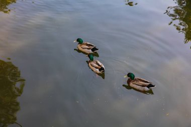 # Mallard Ördekleri ya da Anas platyrhynchos # # Açgözlülükle dolu bir gölde yüzer #