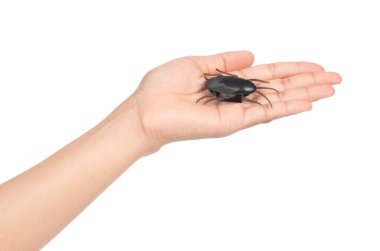 hand holding Toy Cockroaches isolated on white background
