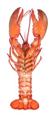 Cooked shrimp Lobster isolated on white background