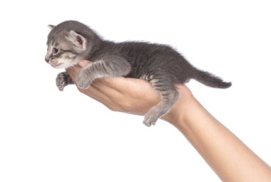 hand holding Little kitten isolated on white background. cat bab