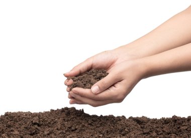 hands to plant seedlings into fertile soil isolated on white bac