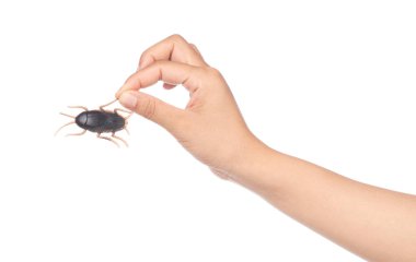 hand holding Toy Cockroaches isolated on white background