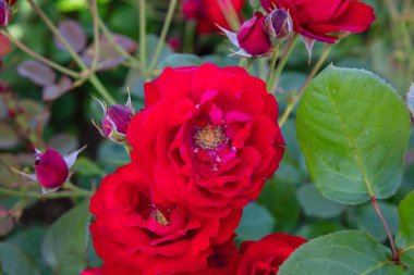 Red Scarlet Christian Dior Rose Varietal