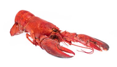 Cooked shrimp Lobster isolated on white background