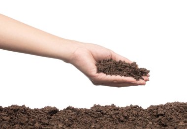 hand to plant seedlings into fertile soil isolated on white back
