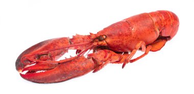 Cooked shrimp Lobster isolated on white background