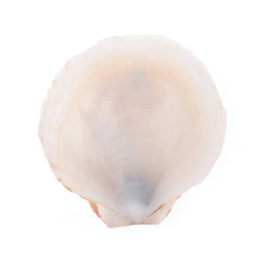 deniz tarağı kabuğu beyaz arkaplanda izole edildi.