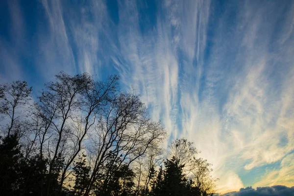 Céu luz azul por do sol com sombra de árvore — Fotografia de Stock