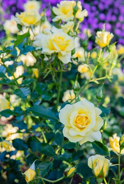 Rosa de chá híbrido amarelo — Fotografia de Stock