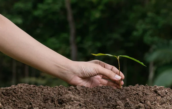 Mão plantando uma árvore no jardim — Fotografia de Stock