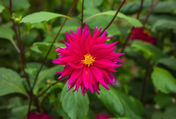 Nahaufnahme der Zinnia-Blume in Gärten — Stockfoto