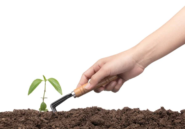 Handen met tuingereedschap planten van een boom geïsoleerd op witte backgro — Stockfoto