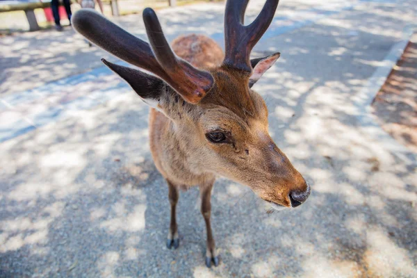 Deer in Nara Koen Park — 图库照片