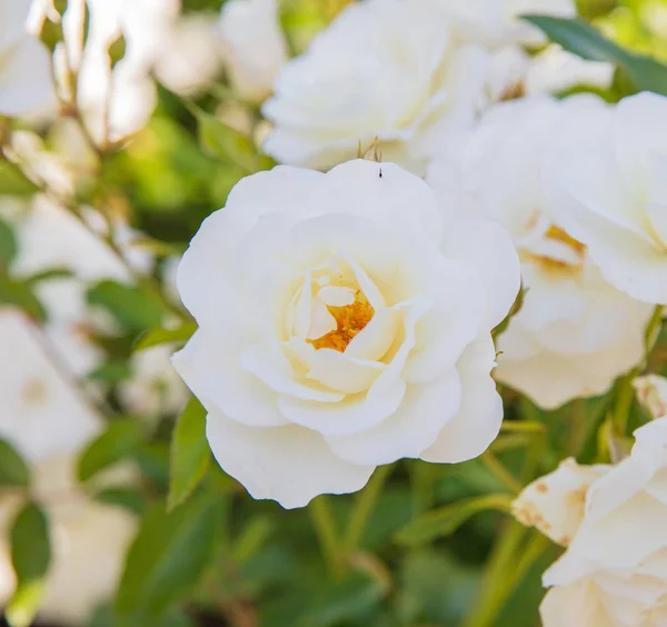 Biała róża mieszańcowa — Zdjęcie stockowe