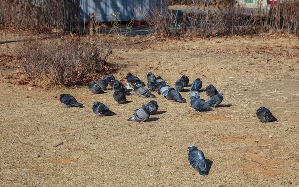 Grupos de palomas de pie sobre una losa de pavimento frío en invierno . — Foto de Stock