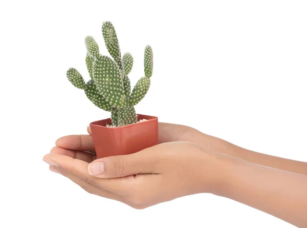 Рука держит Опунция кактус в горшке изолированы на белой спинке — стоковое фото