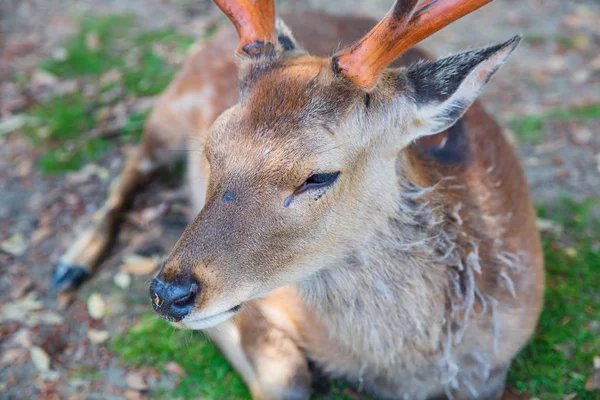 Deer in Nara Koen Park — 图库照片