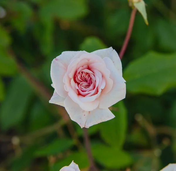 Rosas floridas Rainha da Suécia — Fotografia de Stock